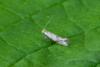 Bucculatrix noltei